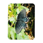 Magnets photo Black White Swallowtail (Vertical)