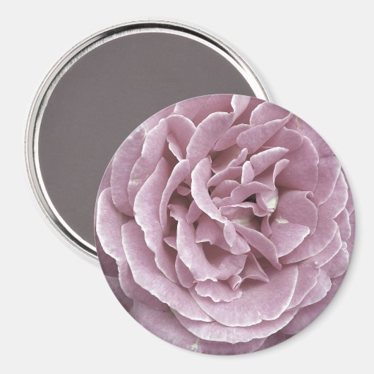 Magnets roses (Recto/Verso)