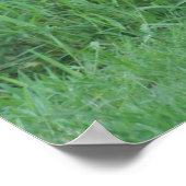 Magnificant Kangaroo Poster (Hoek)