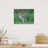 Magnificant Kangaroo Poster (Keuken)