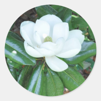 Magnificant Magnolia Ronde Sticker