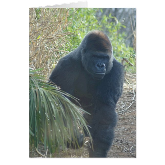 Magnificant Mountain Gorilla (Voorkant)