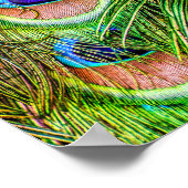 Magnificant Peacock Feathers Poster (Hoek)