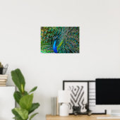 Magnificant Peacock met zijn Tail Feathers Open Poster (Thuiskantoor)