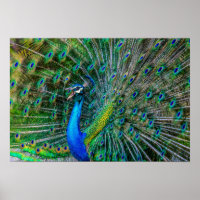 Magnificant Peacock met zijn Tail Feathers Open