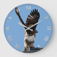 Magnificant Red-Tailed Hawk Raptor Bird of Prey