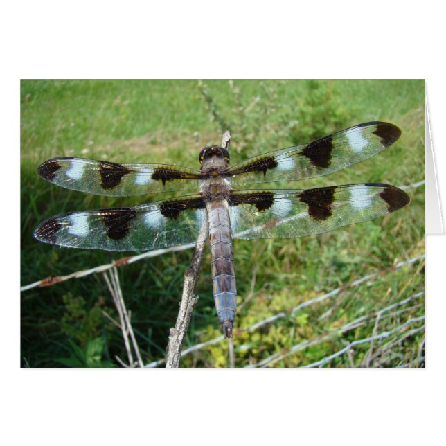 Magnificante Dragonfly (Voorkant Horizontaal)