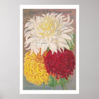 Magnificante Mums Poster