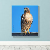 Magnificante Red-Tailed Hawk in de zon Canvas Afdruk (Insitu (Houten vloer))