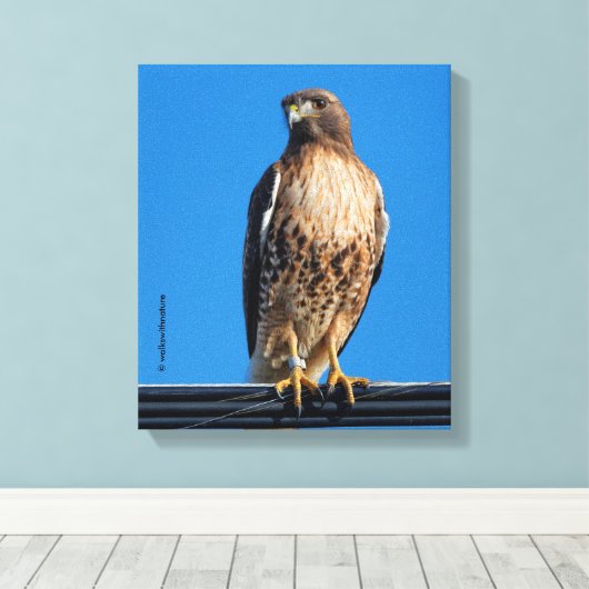 Magnificante Red-Tailed Hawk in de zon Canvas Afdruk (Insitu (Houten vloer))