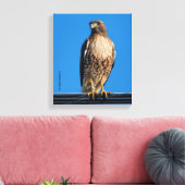 Magnificante Red-Tailed Hawk in de zon Canvas Afdruk (Insitu (Woonkamer))
