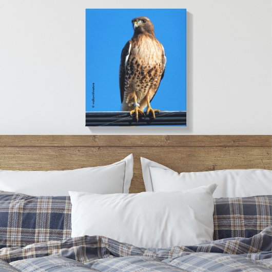 Magnificante Red-Tailed Hawk in de zon Canvas Afdruk (Insitu (Slaapkamer))