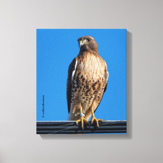 Magnificante Red-Tailed Hawk in de zon Canvas Afdruk (Voorkant)