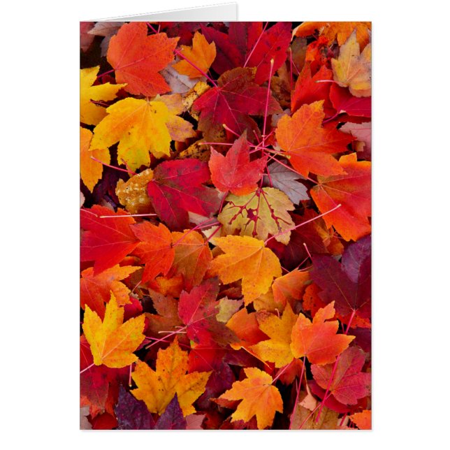 Magnificent Maple Leaves (Voorkant)