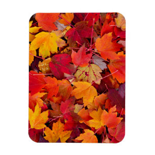 Magnificent Maple Leaves Magneet