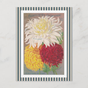 Magnificent Mums Vintage Art Briefkaart