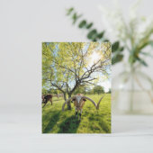 Magnificent Texas Longhorn Steer Briefkaart (Staand voorkant)
