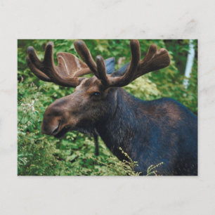 Magnificient Moose Briefkaart