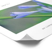 Magnifique affiche de fleurs bleues de beauté (Coin)