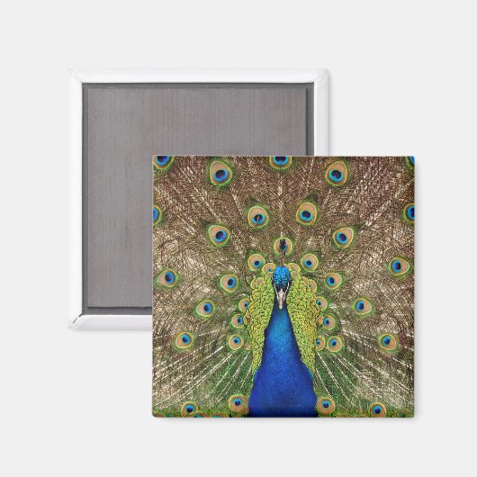 Magnifique aimant d'impression de paon (Recto/Verso)