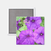 Magnifique aimant Pétunia (Recto/Verso)