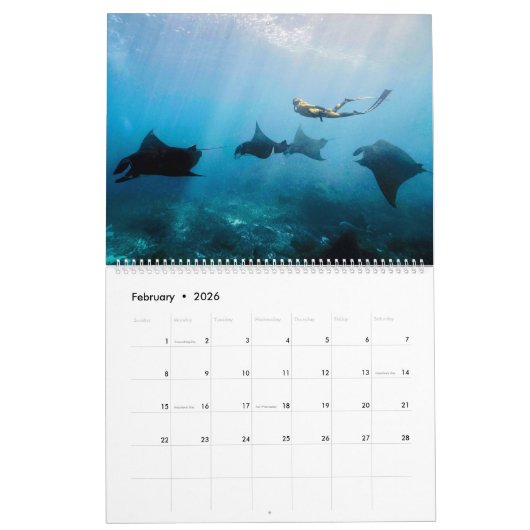Magnifique calendrier des rayons Manta (Feb 2026)