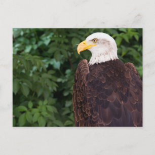 Magnifique Carte postale Aigle