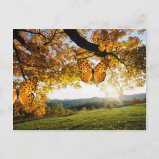 Magnifique carte postale de papillons paysagers d'
