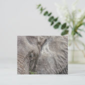 Magnifique Carte postale Elephant (Debout devant)