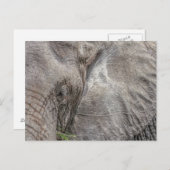 Magnifique Carte postale Elephant (Devant / Derrière)