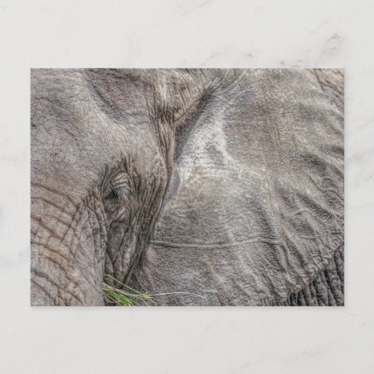 Magnifique Carte postale Elephant (Devant)