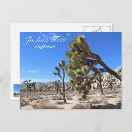 Magnifique Carte Postale Joshua Tree ! (Devant / Derrière)
