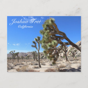Magnifique Carte Postale Joshua Tree !