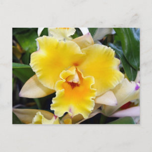 Magnifique carte postale orchidée exotique