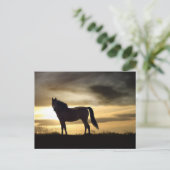 Magnifique Cheval dans Sunset Carte postale (Debout devant)