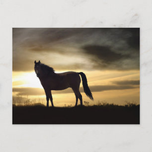 Magnifique Cheval dans Sunset Carte postale