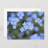 Magnifique Forget-me-not flowers Carte postale (Devant / Derrière)