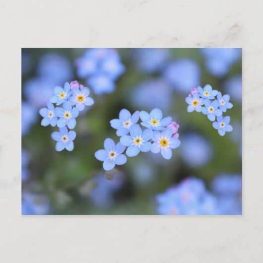 Magnifique Forget-me-not flowers Carte postale (Devant)