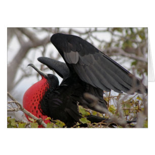 Magnifique Frigate Bird