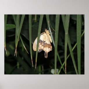 Magnifique impression Moth