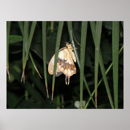 Magnifique impression Moth (Devant)
