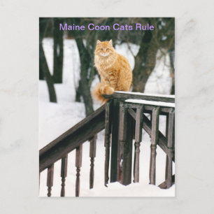 Magnifique Maine Coon Chat en hiver Carte postale