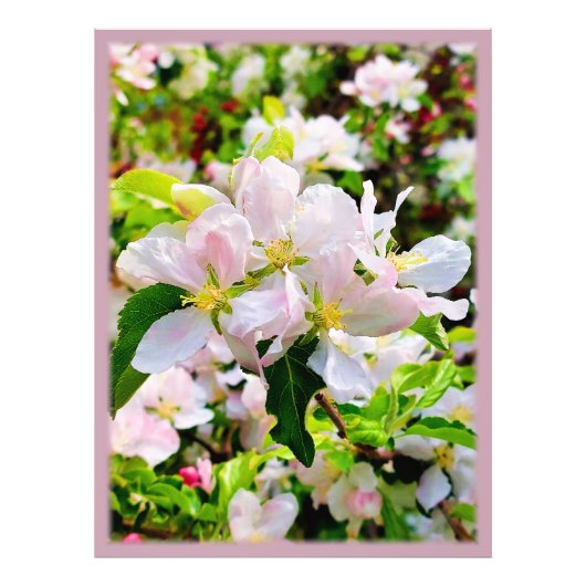 Magnifique Malus asiatica Photo (Devant)