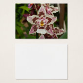 Magnifique Orchid Phalaenopsis multicolore (Devant & derrière)