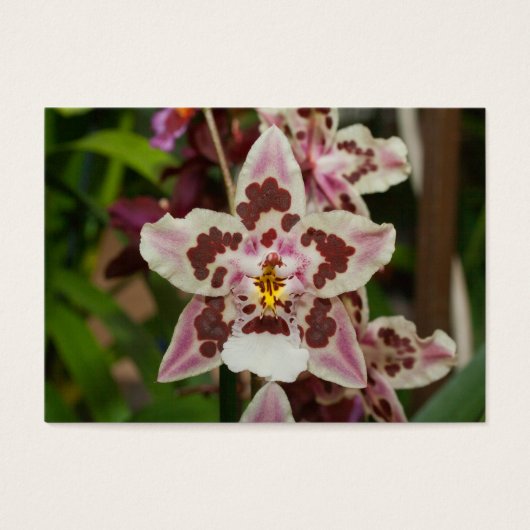 Magnifique Orchid Phalaenopsis multicolore (Devant)