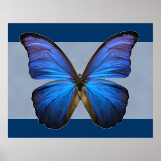 Magnifique Papillon bleu Morpho Impression