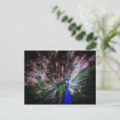 Magnifique Peacock, Carte postale (Debout devant)