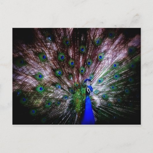 Magnifique Peacock, Carte postale (Devant)