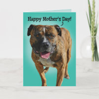 Magnifique Pit Bull carte de fête des mères