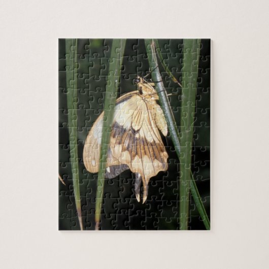 Magnifique Puzzle Moth (Vertical)